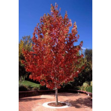 Ліквідамбар смолоносний Ворплесдон | Liquidambar styraciflua Worplesdon | Ликвидамбар смолоносный Ворплесдон