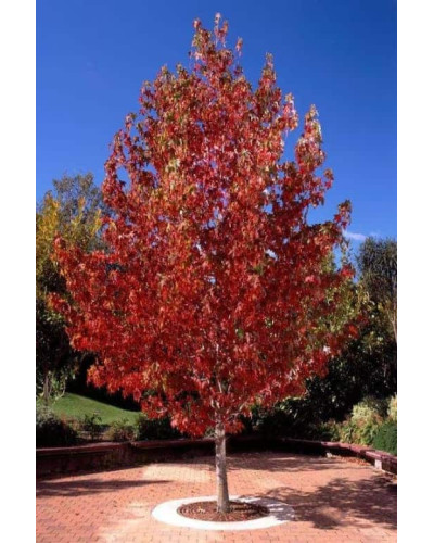 Ліквідамбар смолоносний Ворплесдон | Liquidambar styraciflua Worplesdon | Ликвидамбар смолоносный Ворплесдон