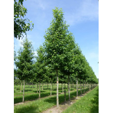 Ліквідамбар смолоносний Ворплесдон | Liquidambar styraciflua Worplesdon | Ликвидамбар смолоносный Ворплесдон