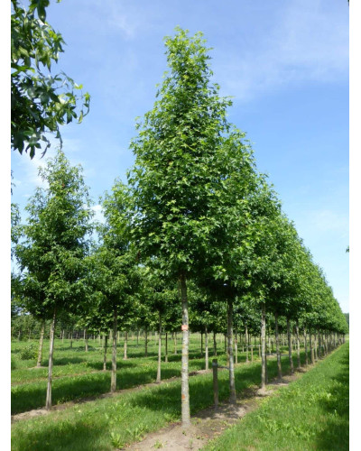 Ліквідамбар смолоносний Ворплесдон | Liquidambar styraciflua Worplesdon | Ликвидамбар смолоносный Ворплесдон