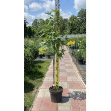 Ліквідамбар смолоносний Ворплесдон | Liquidambar styraciflua Worplesdon | Ликвидамбар смолоносный Ворплесдон