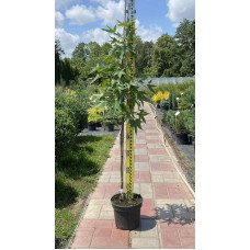 Ліквідамбар смолоносний Ворплесдон | Liquidambar styraciflua Worplesdon | Ликвидамбар смолоносный Ворплесдон