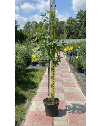 Ліквідамбар смолоносний Ворплесдон | Liquidambar styraciflua Worplesdon | Ликвидамбар смолоносный Ворплесдон