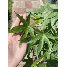 Ліквідамбар смолоносний Ворплесдон | Liquidambar styraciflua Worplesdon | Ликвидамбар смолоносный Ворплесдон