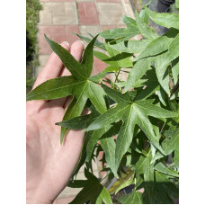Ліквідамбар смолоносний Ворплесдон | Liquidambar styraciflua Worplesdon | Ликвидамбар смолоносный Ворплесдон