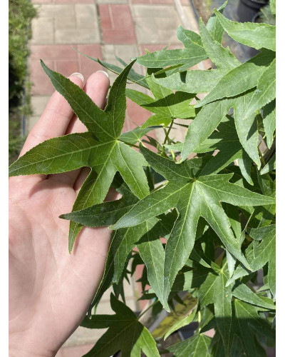 Ліквідамбар смолоносний Ворплесдон | Liquidambar styraciflua Worplesdon | Ликвидамбар смолоносный Ворплесдон