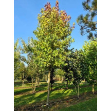 Ліквідамбар смолоносний Ворплесдон | Liquidambar styraciflua Worplesdon | Ликвидамбар смолоносный Ворплесдон