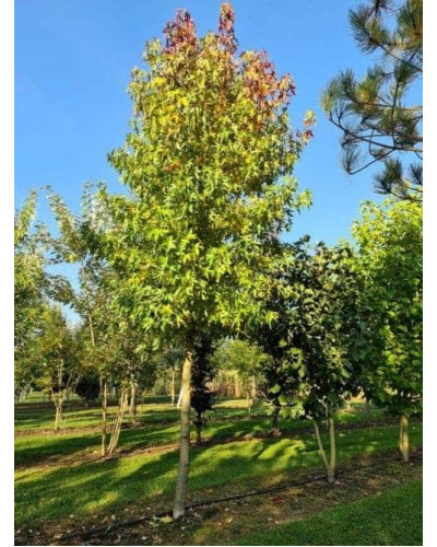 Ліквідамбар смолоносний Ворплесдон | Liquidambar styraciflua Worplesdon | Ликвидамбар смолоносный Ворплесдон