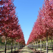 Ліквідамбар смолоносний Ворплесдон | Liquidambar styraciflua Worplesdon | Ликвидамбар смолоносный Ворплесдон