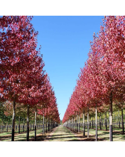 Ліквідамбар смолоносний Ворплесдон | Liquidambar styraciflua Worplesdon | Ликвидамбар смолоносный Ворплесдон