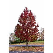 Ліквідамбар смолоносний Ворплесдон | Liquidambar styraciflua Worplesdon | Ликвидамбар смолоносный Ворплесдон