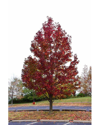 Ліквідамбар смолоносний Ворплесдон | Liquidambar styraciflua Worplesdon | Ликвидамбар смолоносный Ворплесдон