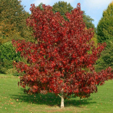 Ліквідамбар смолоносний Ворплесдон | Liquidambar styraciflua Worplesdon | Ликвидамбар смолоносный Ворплесдон