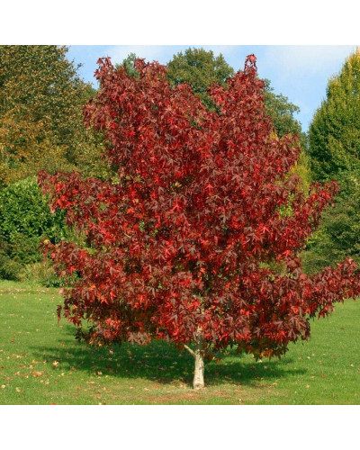 Ліквідамбар смолоносний Ворплесдон | Liquidambar styraciflua Worplesdon | Ликвидамбар смолоносный Ворплесдон