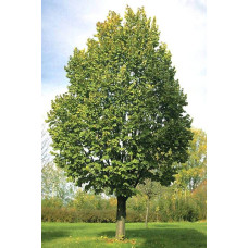 Липа повстиста / срібляста Брабант | Tilia tomentosa Brabant | Липа войлочная / серебристая Брабант