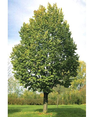 Липа повстиста / срібляста Брабант | Tilia tomentosa Brabant | Липа войлочная / серебристая Брабант