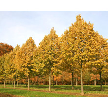 Липа повстиста / срібляста Брабант | Tilia tomentosa Brabant | Липа войлочная / серебристая Брабант