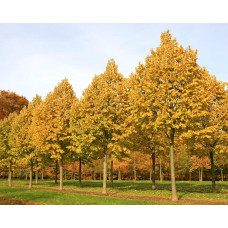 Липа повстиста / срібляста Брабант | Tilia tomentosa Brabant | Липа войлочная / серебристая Брабант