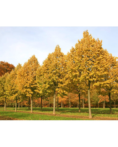 Липа повстиста / срібляста Брабант | Tilia tomentosa Brabant | Липа войлочная / серебристая Брабант