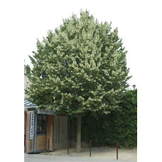 Липа повстиста / срібляста Брабант | Tilia tomentosa Brabant | Липа войлочная / серебристая Брабант