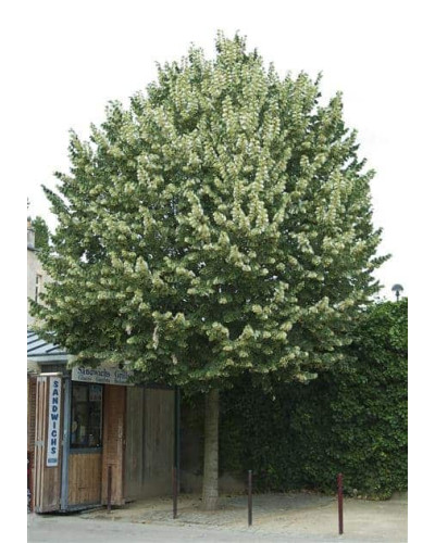 Липа повстиста / срібляста Брабант | Tilia tomentosa Brabant | Липа войлочная / серебристая Брабант