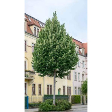 Липа повстиста / срібляста Брабант | Tilia tomentosa Brabant | Липа войлочная / серебристая Брабант