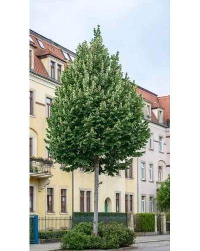 Липа повстиста / срібляста Брабант | Tilia tomentosa Brabant | Липа войлочная / серебристая Брабант