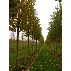 Липа повстиста / срібляста Брабант | Tilia tomentosa Brabant | Липа войлочная / серебристая Брабант