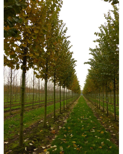Липа повстиста / срібляста Брабант | Tilia tomentosa Brabant | Липа войлочная / серебристая Брабант