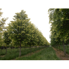 Липа повстиста / срібляста Брабант | Tilia tomentosa Brabant | Липа войлочная / серебристая Брабант