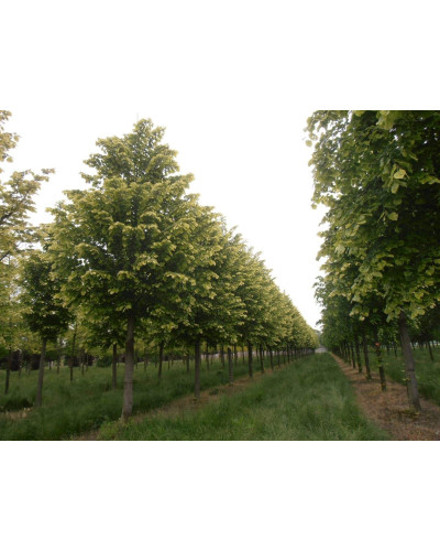 Липа повстиста / срібляста Брабант | Tilia tomentosa Brabant | Липа войлочная / серебристая Брабант