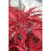 Клен віяловий/пальмолистий ’Емеральд Лейс’|Acer palmatum ’Emerald Lace’|Клен веерный/пальмолистный ’Эмеральд Лейс’