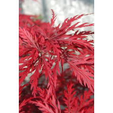 Клен віяловий/пальмолистий ’Емеральд Лейс’|Acer palmatum ’Emerald Lace’|Клен веерный/пальмолистный ’Эмеральд Лейс’