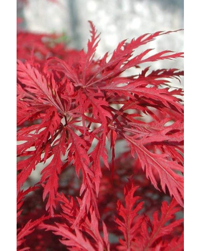 Клен віяловий/пальмолистий ’Емеральд Лейс’|Acer palmatum ’Emerald Lace’|Клен веерный/пальмолистный ’Эмеральд Лейс’