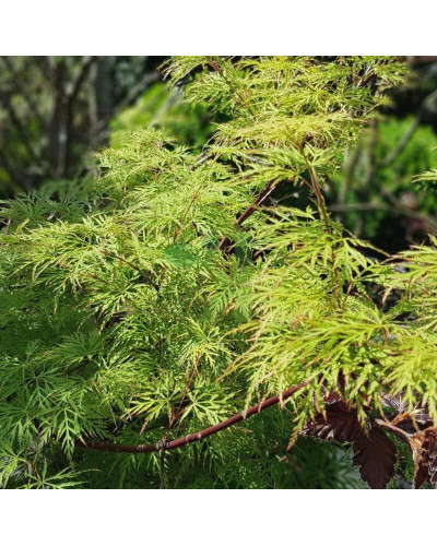 Клен віяловий/пальмолистий ’Емеральд Лейс’|Acer palmatum ’Emerald Lace’|Клен веерный/пальмолистный ’Эмеральд Лейс’