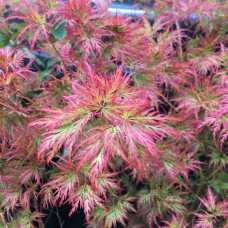Клен віяловий/пальмолистий ’Емеральд Лейс’|Acer palmatum ’Emerald Lace’|Клен веерный/пальмолистный ’Эмеральд Лейс’