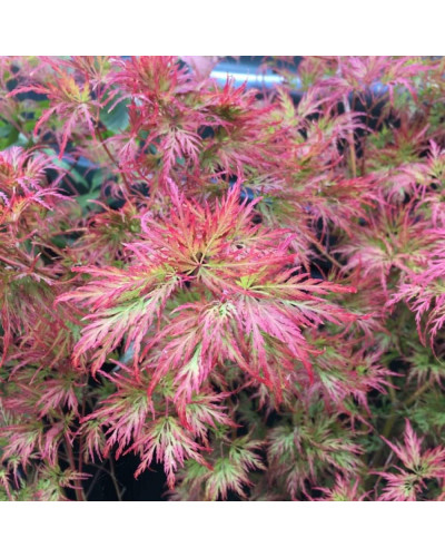 Клен віяловий/пальмолистий ’Емеральд Лейс’|Acer palmatum ’Emerald Lace’|Клен веерный/пальмолистный ’Эмеральд Лейс’