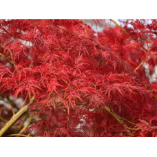 Клен віяловий/пальмолистий ’Емеральд Лейс’|Acer palmatum ’Emerald Lace’|Клен веерный/пальмолистный ’Эмеральд Лейс’