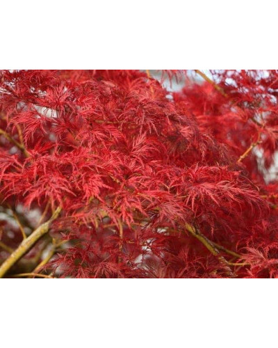 Клен віяловий/пальмолистий ’Емеральд Лейс’|Acer palmatum ’Emerald Lace’|Клен веерный/пальмолистный ’Эмеральд Лейс’
