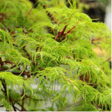 Клен віяловий/пальмолистий ’Емеральд Лейс’|Acer palmatum ’Emerald Lace’|Клен веерный/пальмолистный ’Эмеральд Лейс’