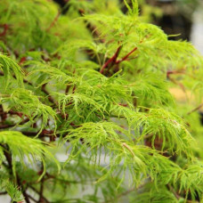 Клен віяловий/пальмолистий ’Емеральд Лейс’|Acer palmatum ’Emerald Lace’|Клен веерный/пальмолистный ’Эмеральд Лейс’