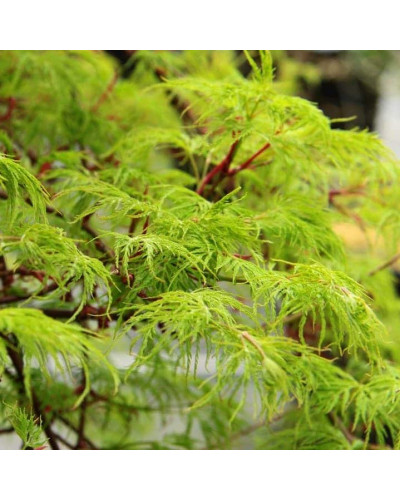 Клен віяловий/пальмолистий ’Емеральд Лейс’|Acer palmatum ’Emerald Lace’|Клен веерный/пальмолистный ’Эмеральд Лейс’