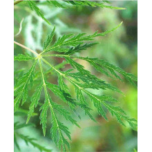 Клен віяловий/пальмолистий ’Емеральд Лейс’|Acer palmatum ’Emerald Lace’|Клен веерный/пальмолистный ’Эмеральд Лейс’
