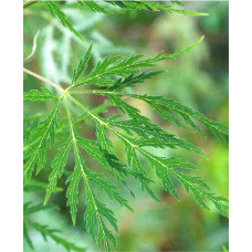 Клен віяловий/пальмолистий ’Емеральд Лейс’|Acer palmatum ’Emerald Lace’|Клен веерный/пальмолистный ’Эмеральд Лейс’