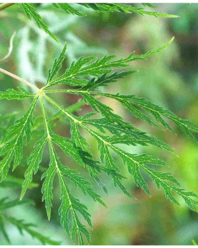 Клен віяловий/пальмолистий ’Емеральд Лейс’|Acer palmatum ’Emerald Lace’|Клен веерный/пальмолистный ’Эмеральд Лейс’