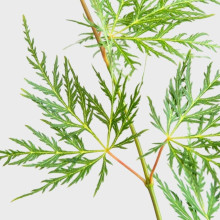 Клен віяловий/пальмолистий ’Емеральд Лейс’|Acer palmatum ’Emerald Lace’|Клен веерный/пальмолистный ’Эмеральд Лейс’
