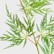Клен віяловий/пальмолистий ’Емеральд Лейс’|Acer palmatum ’Emerald Lace’|Клен веерный/пальмолистный ’Эмеральд Лейс’