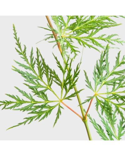 Клен віяловий/пальмолистий ’Емеральд Лейс’|Acer palmatum ’Emerald Lace’|Клен веерный/пальмолистный ’Эмеральд Лейс’