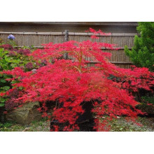 Клен віяловий/пальмолистий ’Емеральд Лейс’|Acer palmatum ’Emerald Lace’|Клен веерный/пальмолистный ’Эмеральд Лейс’