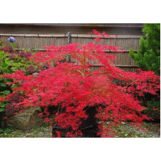 Клен віяловий/пальмолистий ’Емеральд Лейс’|Acer palmatum ’Emerald Lace’|Клен веерный/пальмолистный ’Эмеральд Лейс’